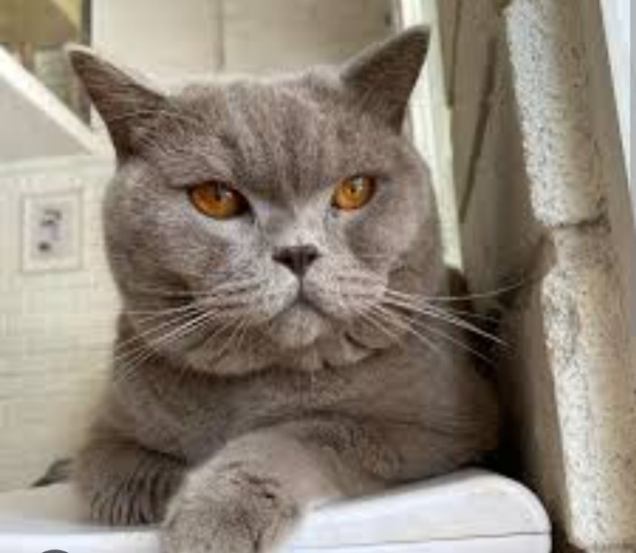 BanchoToken tweet media