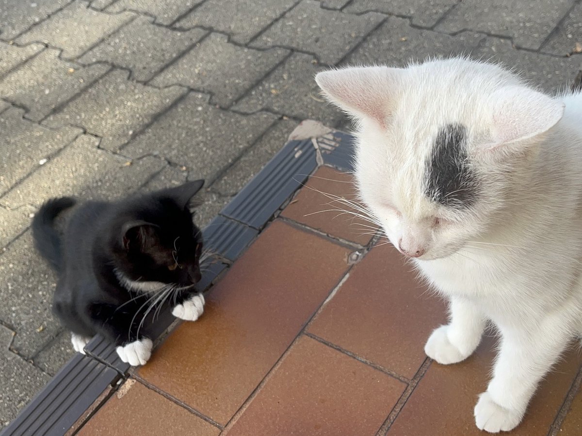 half_straycat's tweet photo. Little Oreo has grown up 🐥→🐔
He is now on the 4th row on the bricks!
#Heightmeasurement #Growth #cat #catlife #halfstraycat #whitecat #blackcat #lovelycat #pawpads #cattastic #catoftheday https://t.co/qQJQYyYNri