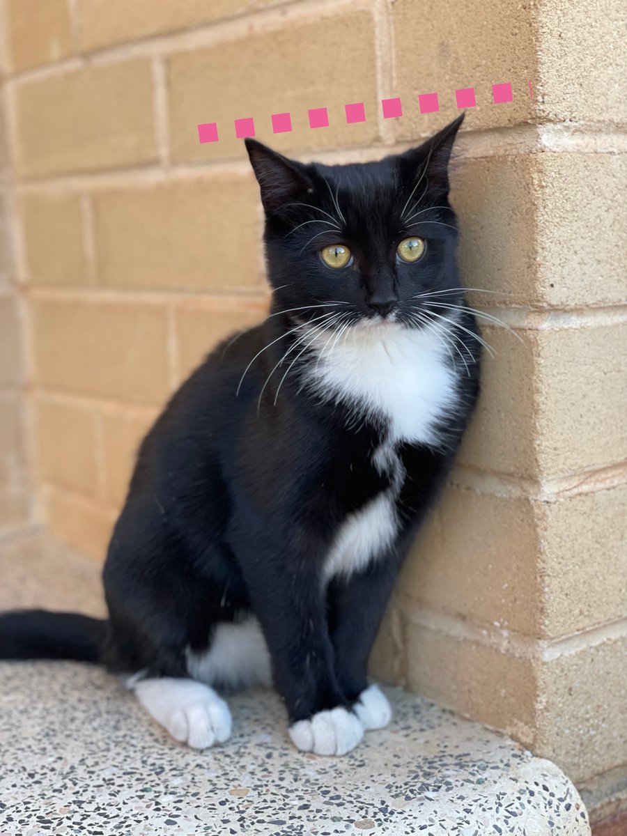 half_straycat's tweet photo. Little Oreo has grown up 🐥→🐔
He is now on the 4th row on the bricks!
#Heightmeasurement #Growth #cat #catlife #halfstraycat #whitecat #blackcat #lovelycat #pawpads #cattastic #catoftheday https://t.co/qQJQYyYNri