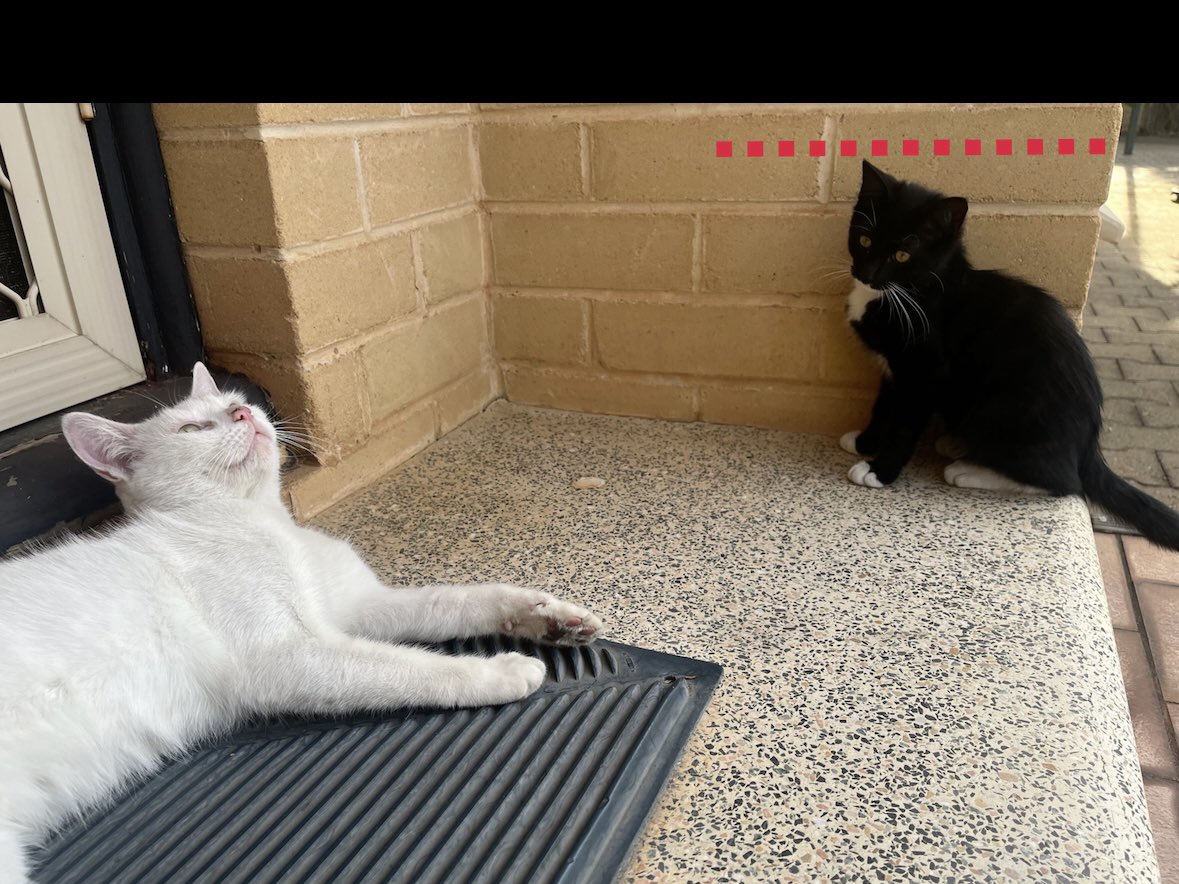 half_straycat's tweet photo. Little Oreo has grown up 🐥→🐔
He is now on the 4th row on the bricks!
#Heightmeasurement #Growth #cat #catlife #halfstraycat #whitecat #blackcat #lovelycat #pawpads #cattastic #catoftheday https://t.co/qQJQYyYNri
