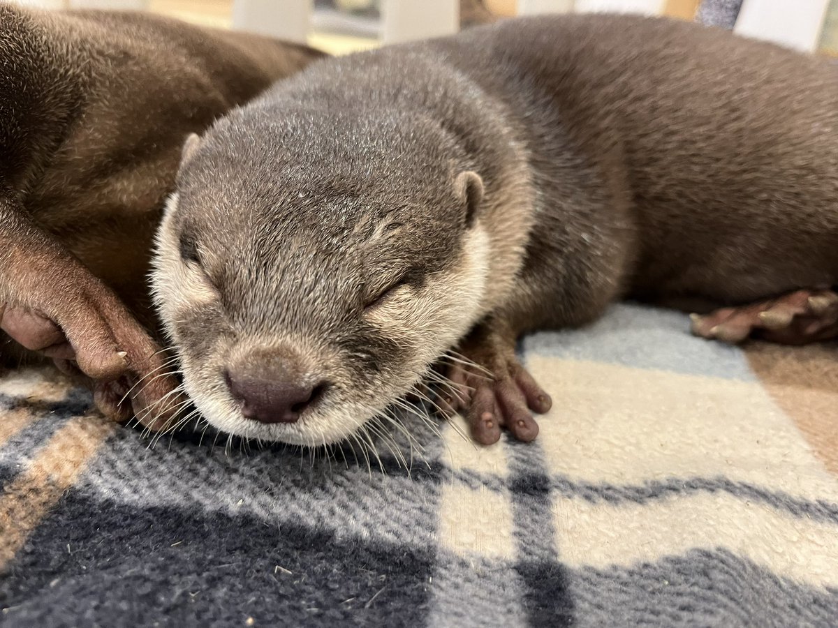 お眠なおもちくん😪

本日も11時オープンです♪
ぜひ会いに来て下さい🩷
#カワウソカフェ #カワウソカフェharry #カワウソ #ハリネズミ #ミーアキャット #プレーリードッグ #ヒメハリテンレック #アニマルカフェ #otter #otters #hedgehog #Meerkat #Prairiedog #ottercafe #animalcafe #asakusa