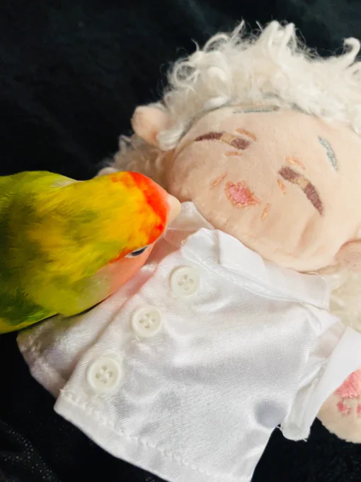 友達が作ってくれた推しのぬいを午前中陰干ししててさっき取り込んだらインコが顎乗せて寝ようとしててかわいかったから真っ先に友達に報告した 