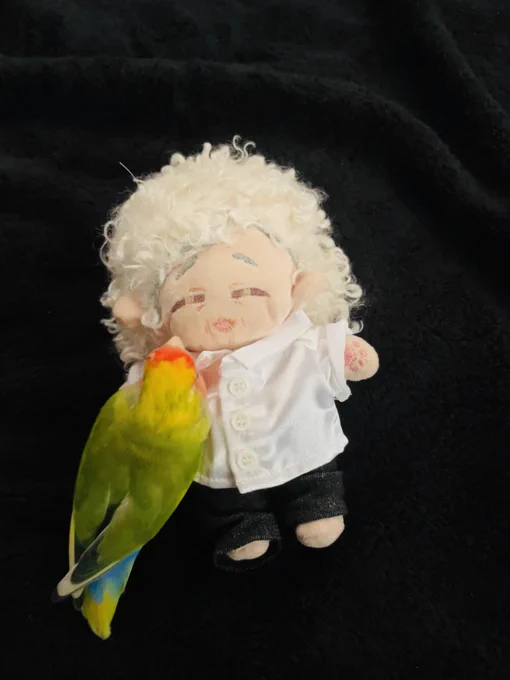友達が作ってくれた推しのぬいを午前中陰干ししててさっき取り込んだらインコが顎乗せて寝ようとしててかわいかったから真っ先に友達に報告した 