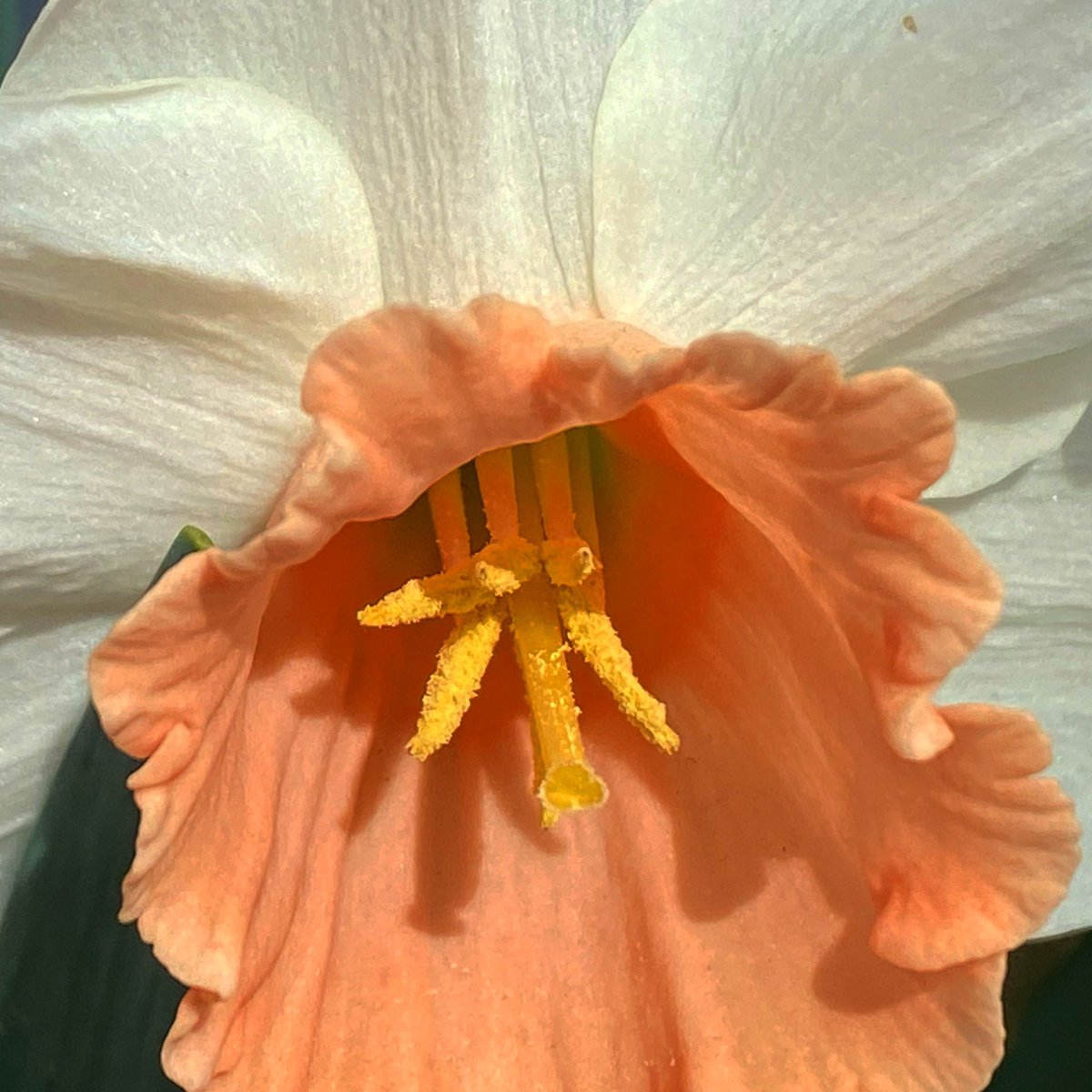 Something beautiful for this day: Daffodil, Yakima, Washington (April 2024).