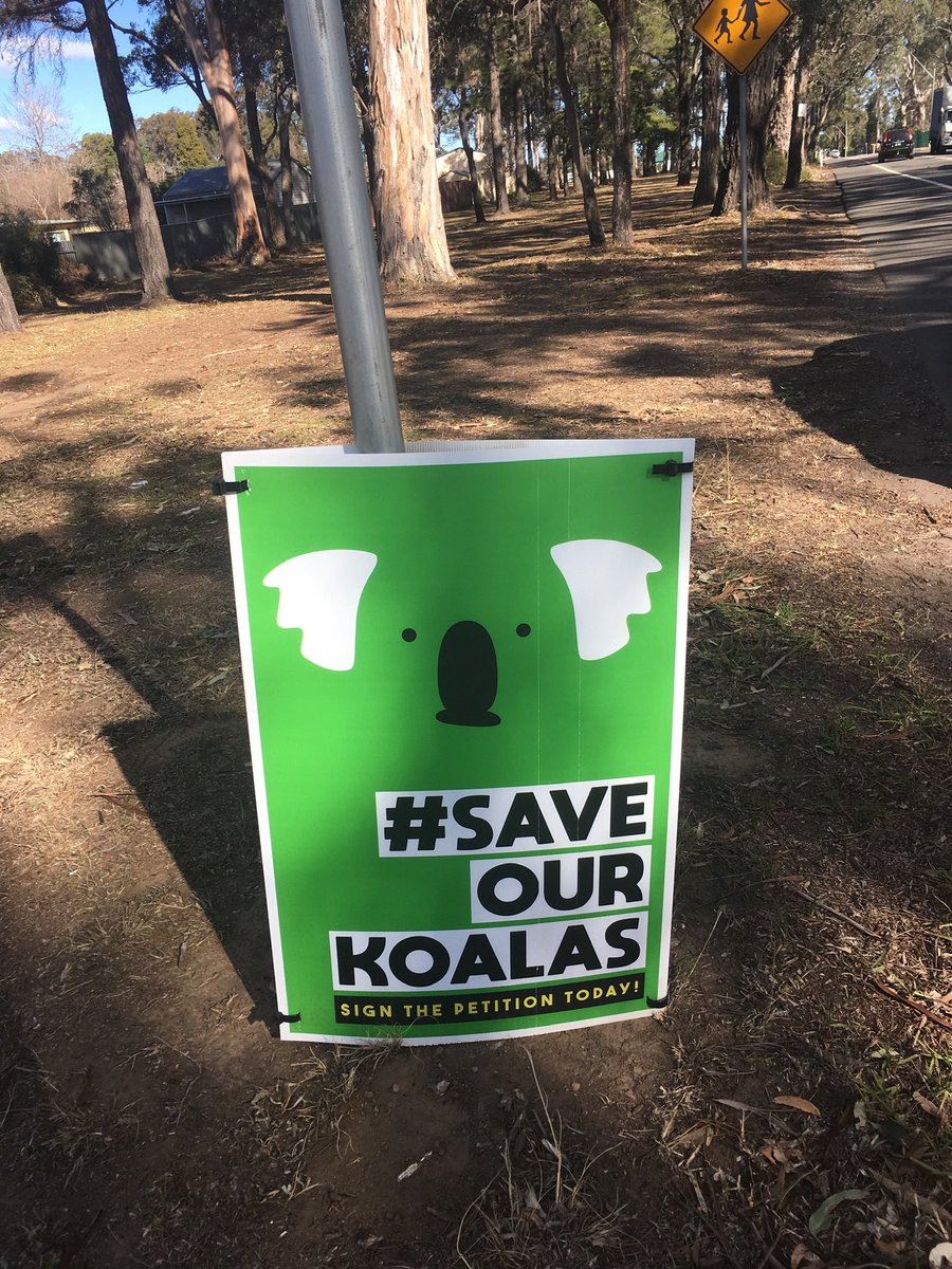 AnimalNsw2015's tweet photo. @YungEnChee1 @savesydneykoala LIAR with endless red tape while species are on the brink @tanya_plibersek @DCCEEW @PennySharpemlc @nswdcceew @LeanneLinard #ecocide by more mining & urban sprawl #wildlife #nsw #qld #vic #saust https://t.co/u2HLvwmrfT