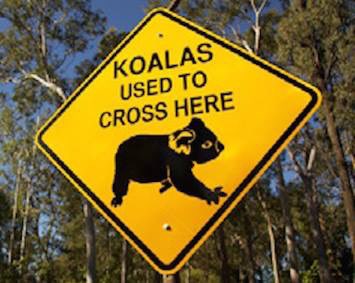 AnimalNsw2015's tweet photo. @YungEnChee1 @savesydneykoala LIAR with endless red tape while species are on the brink @tanya_plibersek @DCCEEW @PennySharpemlc @nswdcceew @LeanneLinard #ecocide by more mining & urban sprawl #wildlife #nsw #qld #vic #saust https://t.co/u2HLvwmrfT
