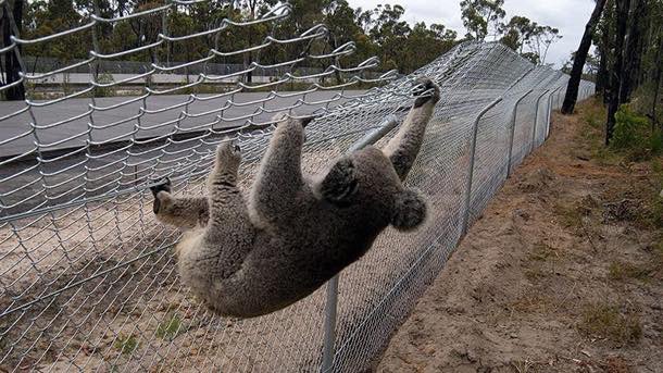 AnimalNsw2015's tweet photo. @YungEnChee1 @savesydneykoala LIAR with endless red tape while species are on the brink @tanya_plibersek @DCCEEW @PennySharpemlc @nswdcceew @LeanneLinard #ecocide by more mining & urban sprawl #wildlife #nsw #qld #vic #saust https://t.co/u2HLvwmrfT