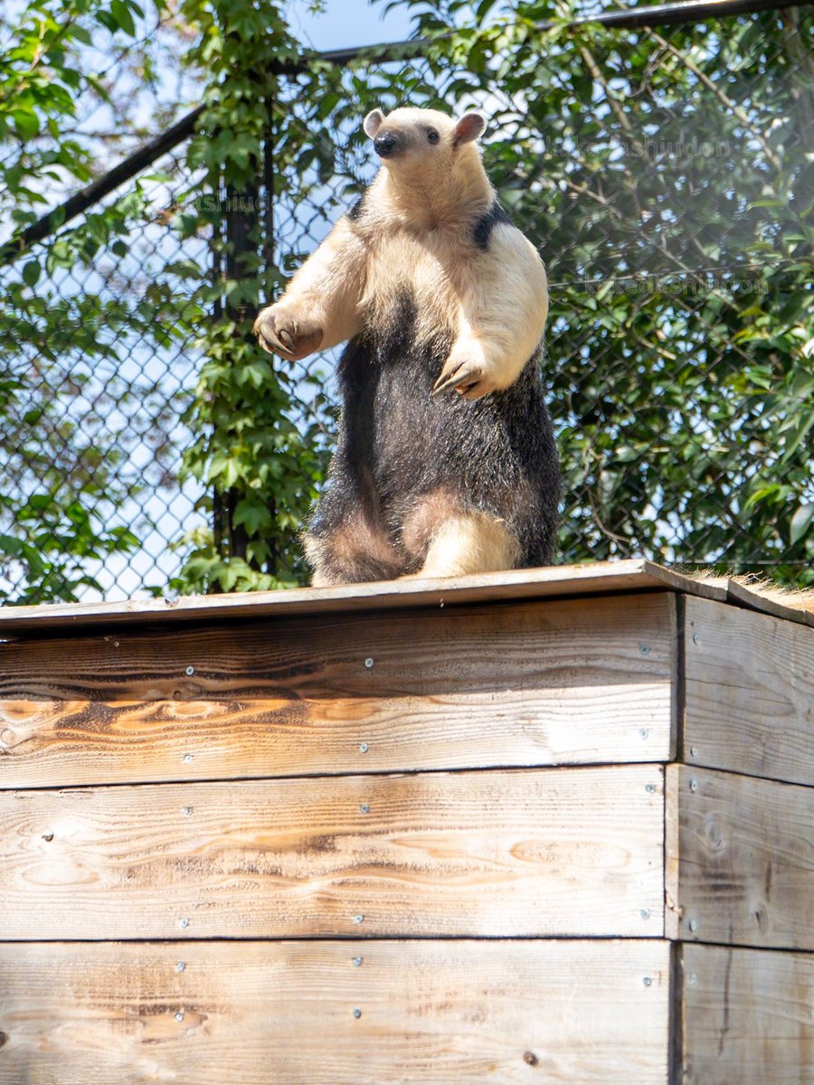 ついに頂点へ登り詰めたミナミコアリクイのムムちゃん

📸20240416 #野毛山動物園 #ミナミコアリクイ