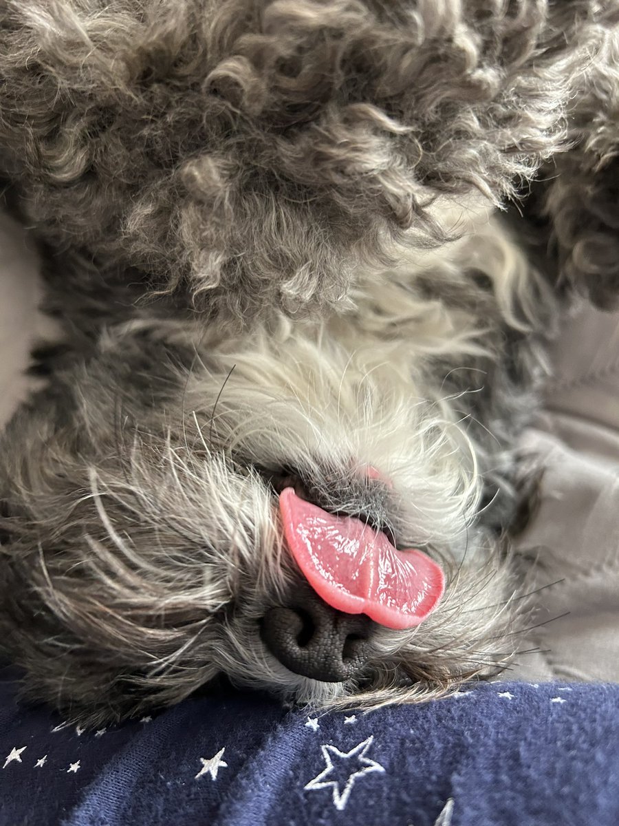 #TongueOutTuesday Upside Down Edition 👅 #tot #Xdogs #dogsofX #dogsoftwitter #dogsoftwittter #dogsontwitter #tuesdayvibe