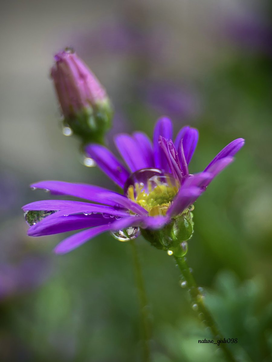 Good morning ☕️💜 #FlowerHunting