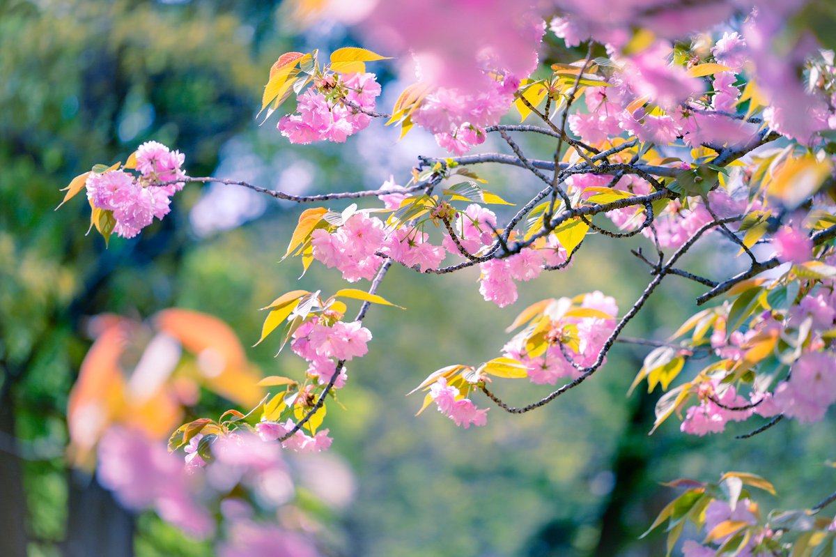 八重桜 #TLを桜でいっぱいにしよう #photography