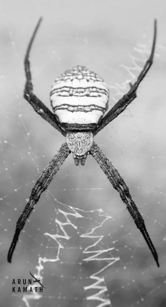 Here is an Orb weaver spider in BW. QP your BW work.