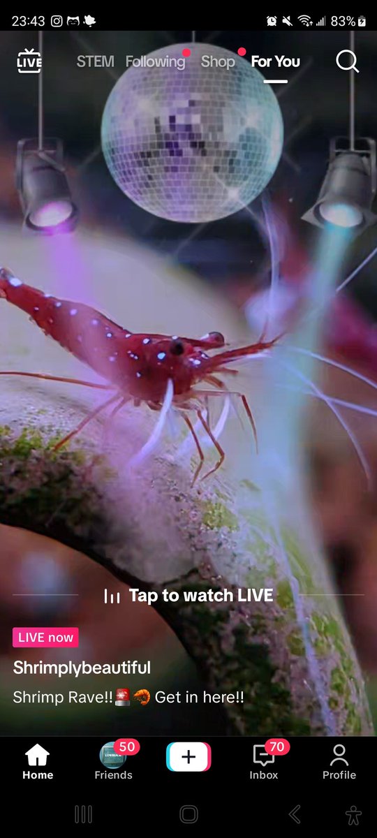 CmfVoices's tweet photo. Every night. Like clockwork. I know it's time to go to bed when the shrimp rave finds me. I don't follow this page. But it truly is: Shrimply Beautiful. https://t.co/TQtKf2y1eG
