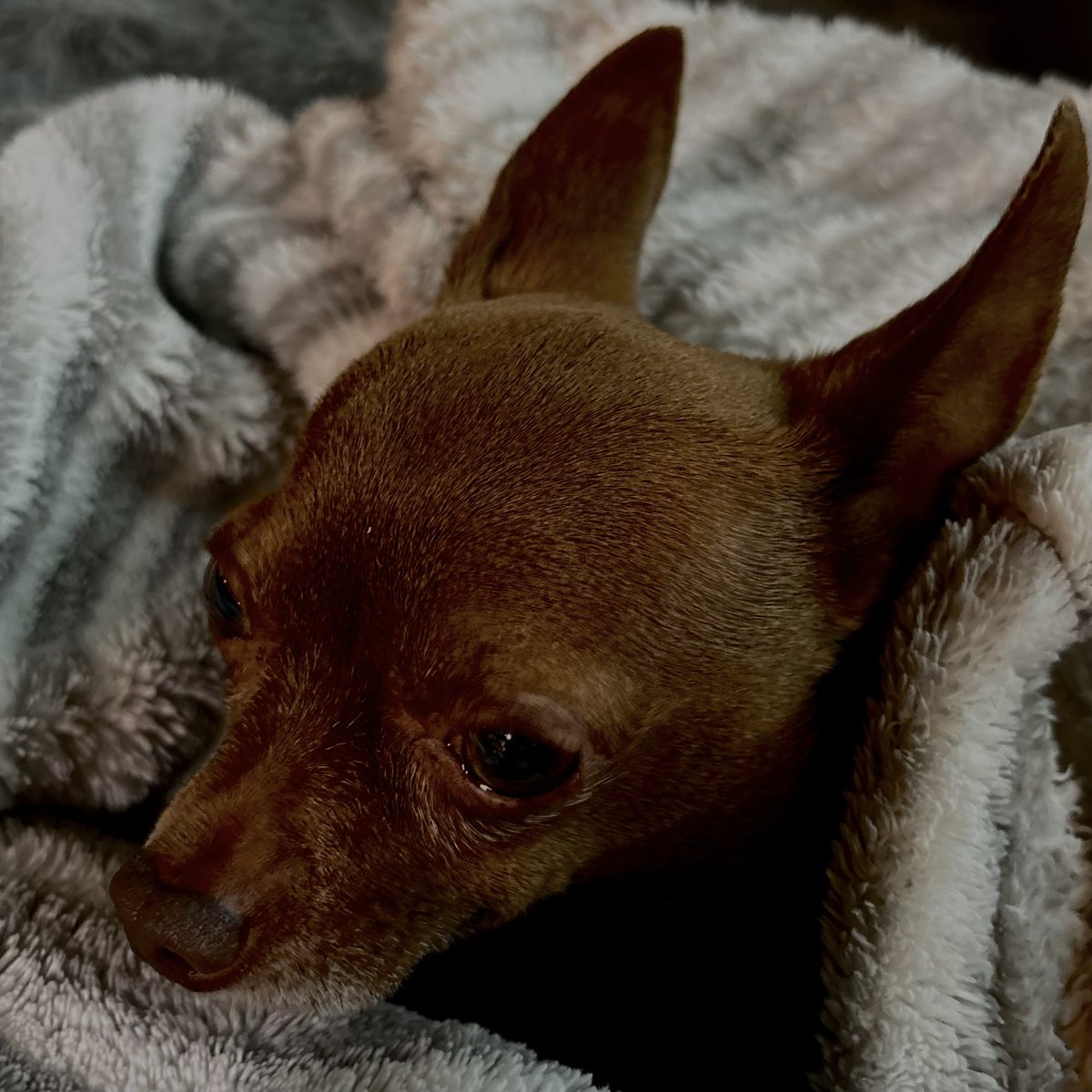 Crash’s face is void of enthusiasm for the rain this evening.