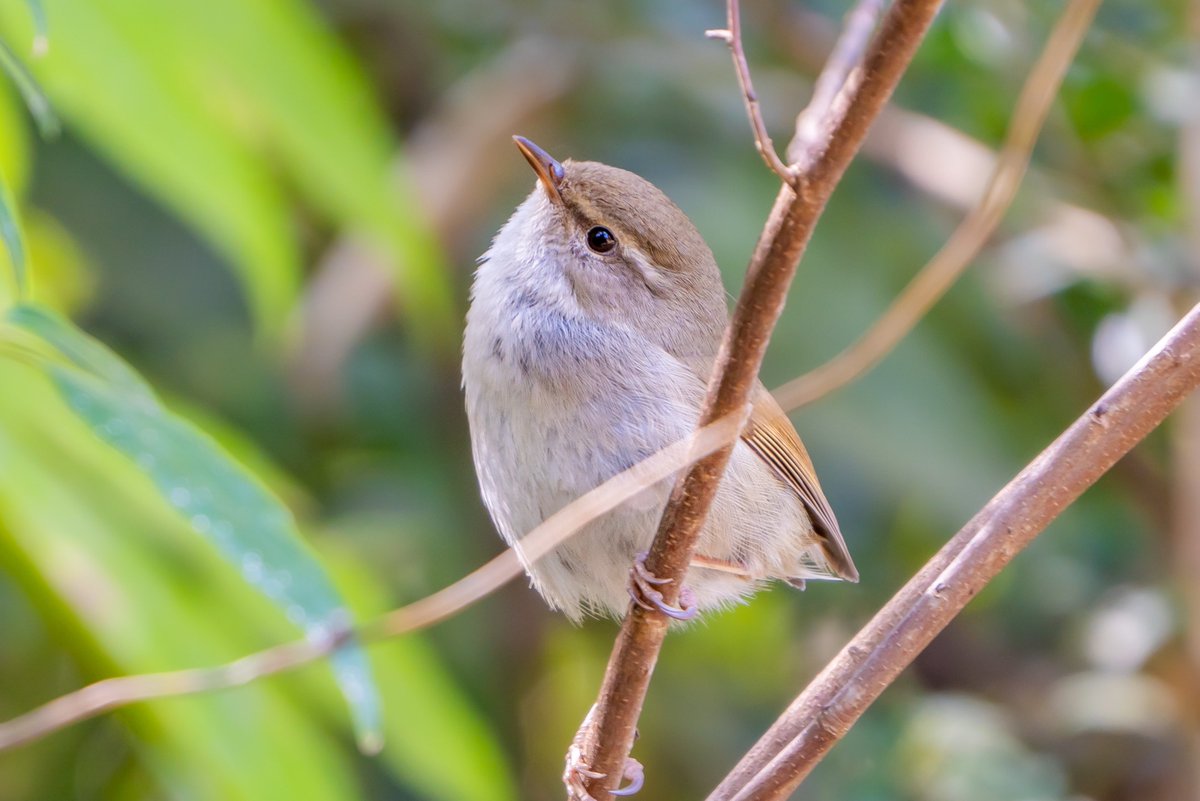 鳴くよ◯◯◯◯平安京