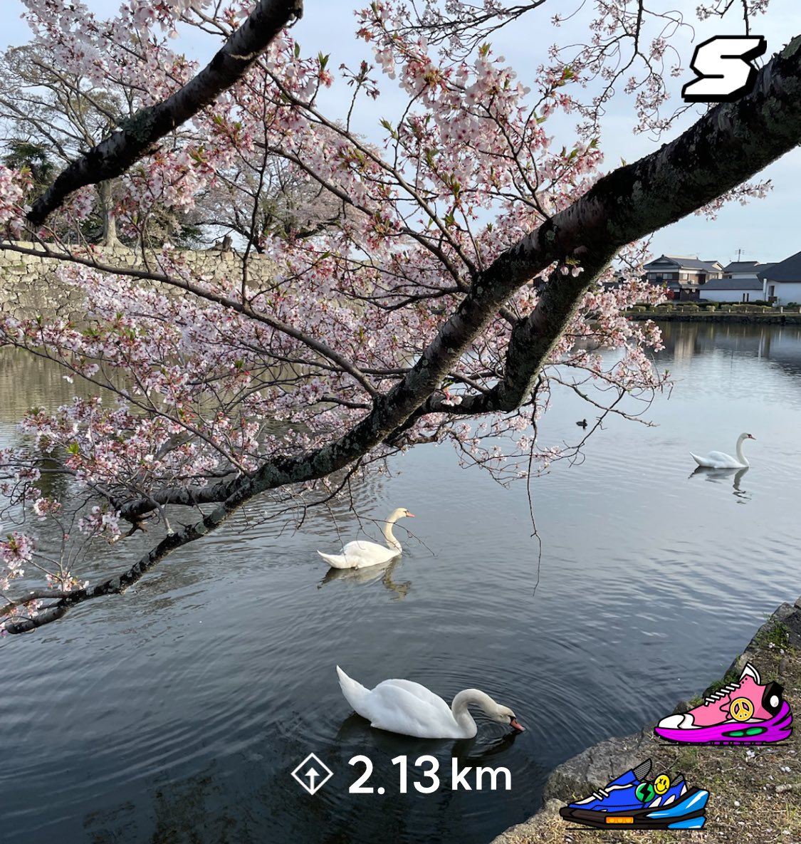 #superwalk 桜もそろそろ見納めでしょうか🌸 この快適な季節が長く続いてくれると良いですね