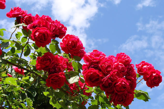 Sohailkhan61042's tweet photo. Your beauty is so real, even roses are considering plastic surgery! 🌹😂😂😂😂😂😂🤭🤭🤭🤭🤭🤭🫣🫣
#Beauty #Humor #Roses #FunnyLines https://t.co/JNqC55suuo