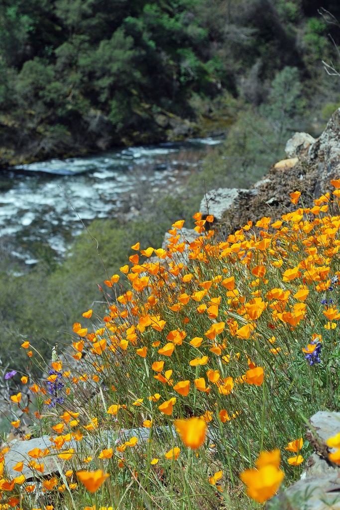#ParkChat Q1: Spring has sprung from poppies in the river canyons to gushing Yosemite Falls! Bears and other wildlife are awakening from winter hibernation. What signs of spring do you look for in your own backyard or favorite parks? @59nationalparks @naturetechfam 📷K. Anderson