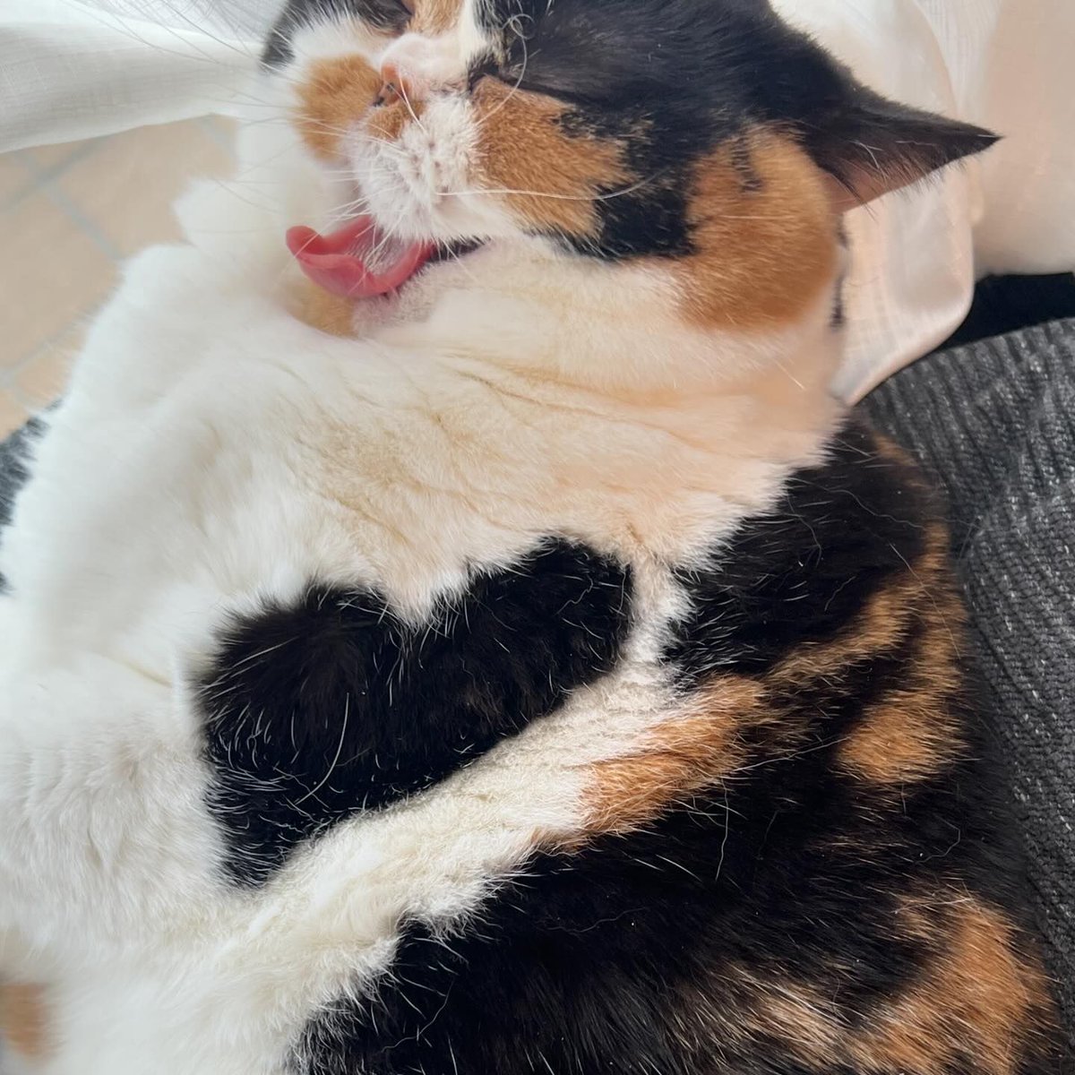 9GAG's tweet photo. 🖤

📸 @oage_cat https://t.co/obaoOGQnaU