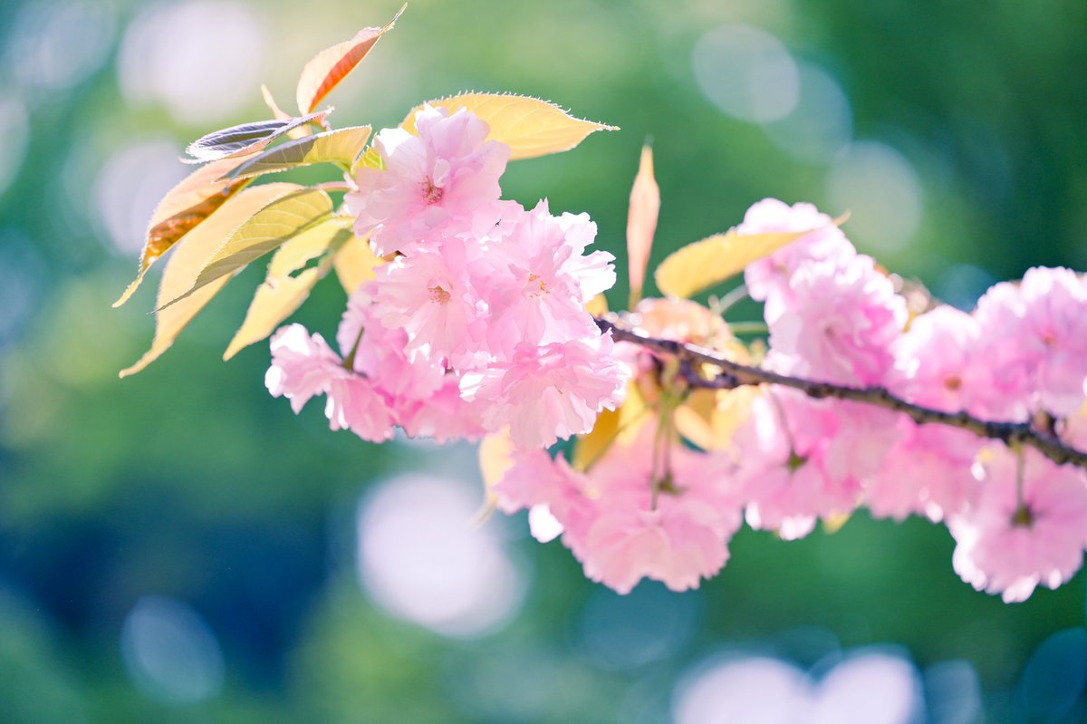八重桜

#TLを桜でいっぱいにしよう
#photography