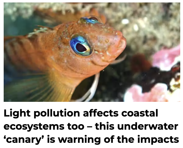 A new study reminds us that light pollution can have a big impact on coastal fish. Nighttime 'skyglow' over Wellington, NZ can be seen from up to 60 km. The study found that common triplefin fish that developed in brighter waters had altered growth patterns, different body shapes…