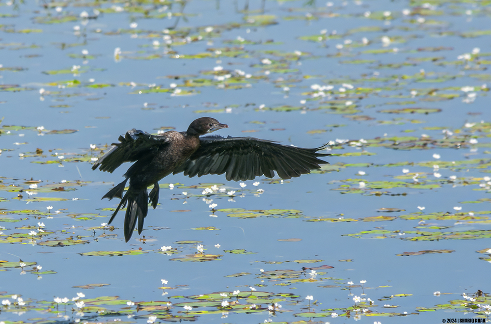 Little Cormorant Freeze Indore Madhya Pradesh #birds #indore #MadhyaPradesh #littlecormorant #cormorants #birdsofindore #birdsofmadhyapradesh #indianbirds #BirdsSeenIn2024 #indianbirds #birdsphotography #birdsphotographer #birdsphotographers_of_india #BirdsOfTwitter #BirdsOfX