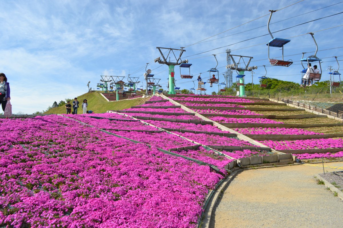 Mt. Chausu tops off at a stammering elevation of 1,358 meters, where a beautiful floral ground cover announces the arrival of spring🗻 aichi-now.jp/en/spots/detai… If the daytime isn’t enough to soak in the beauty, stick around until night when the flowers are lit up!✨ #AichiNow