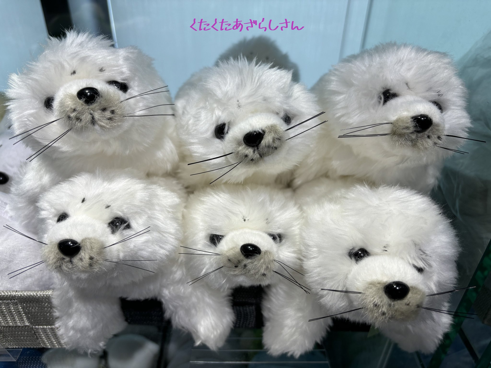 鶴岡市立加茂水族館 on X: 