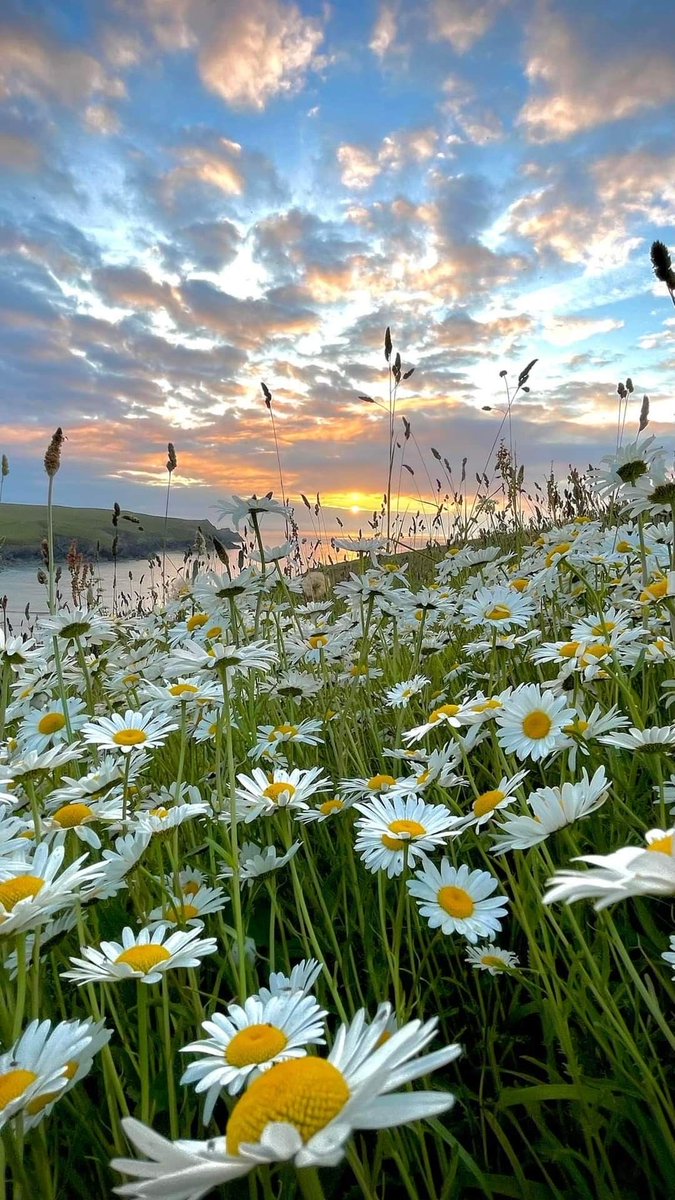 Hello photo lovers ! #photos #photolovers #morning #sunrise #flowers