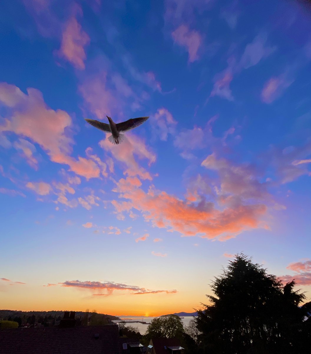 Tonight’s beautiful pink cloud seagull sunset 🌅💖🪿 #kitsilano #vancouversunset