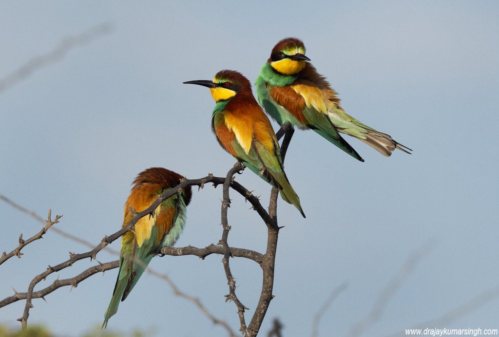 European bee-eater, Bahrain. #EuropeanBeeEater #BeeEater #Wildlife #Bahrain