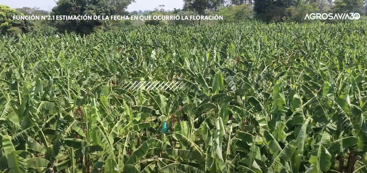 #Curiosidades El aplicativo °AHoRa permite estimar la fecha en que se dio la floración en un cultivo de musáceas. Aquí te contamos. youtu.be/J1uP6prGWOg