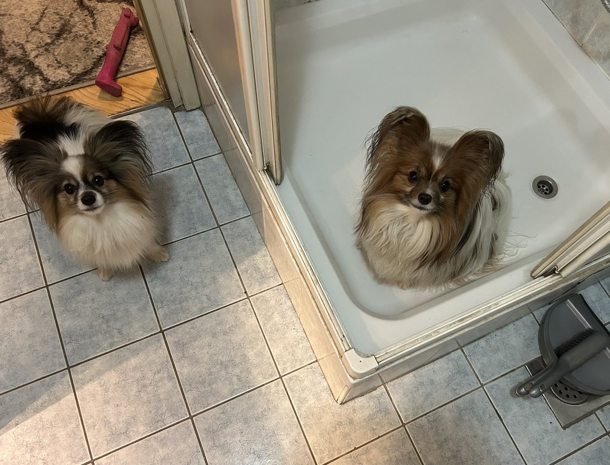 Dan zapocne sa sranjem, a izbori su. Slucajnost? Sto god bilo, na noge lagane i na biralista🇭🇷🇭🇷🇭🇷