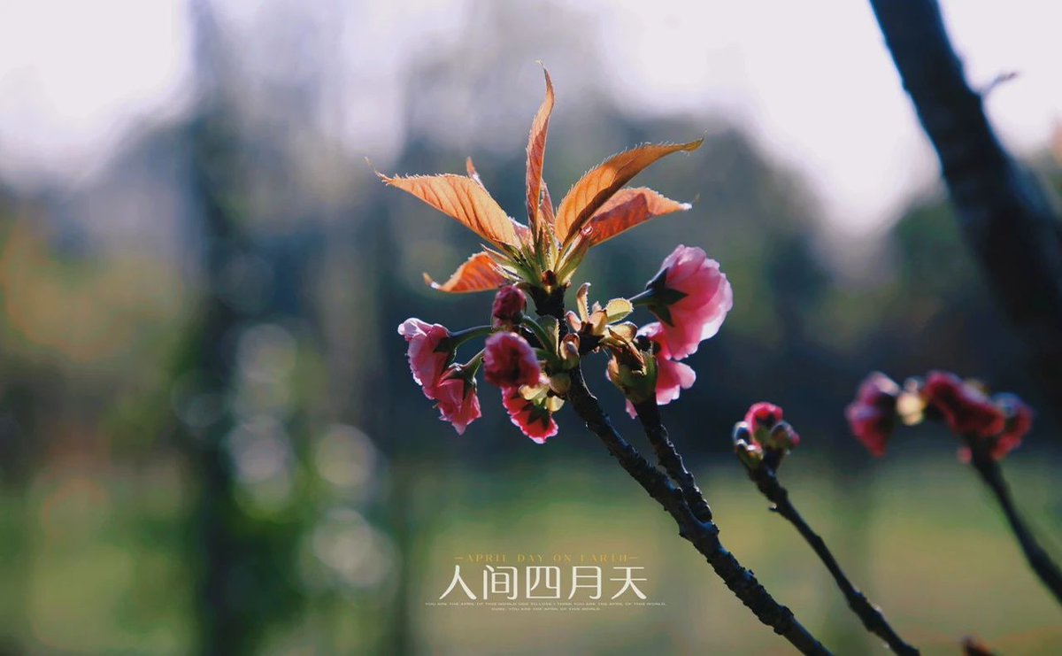 你是人间四月天。 #Greenjiangxi
