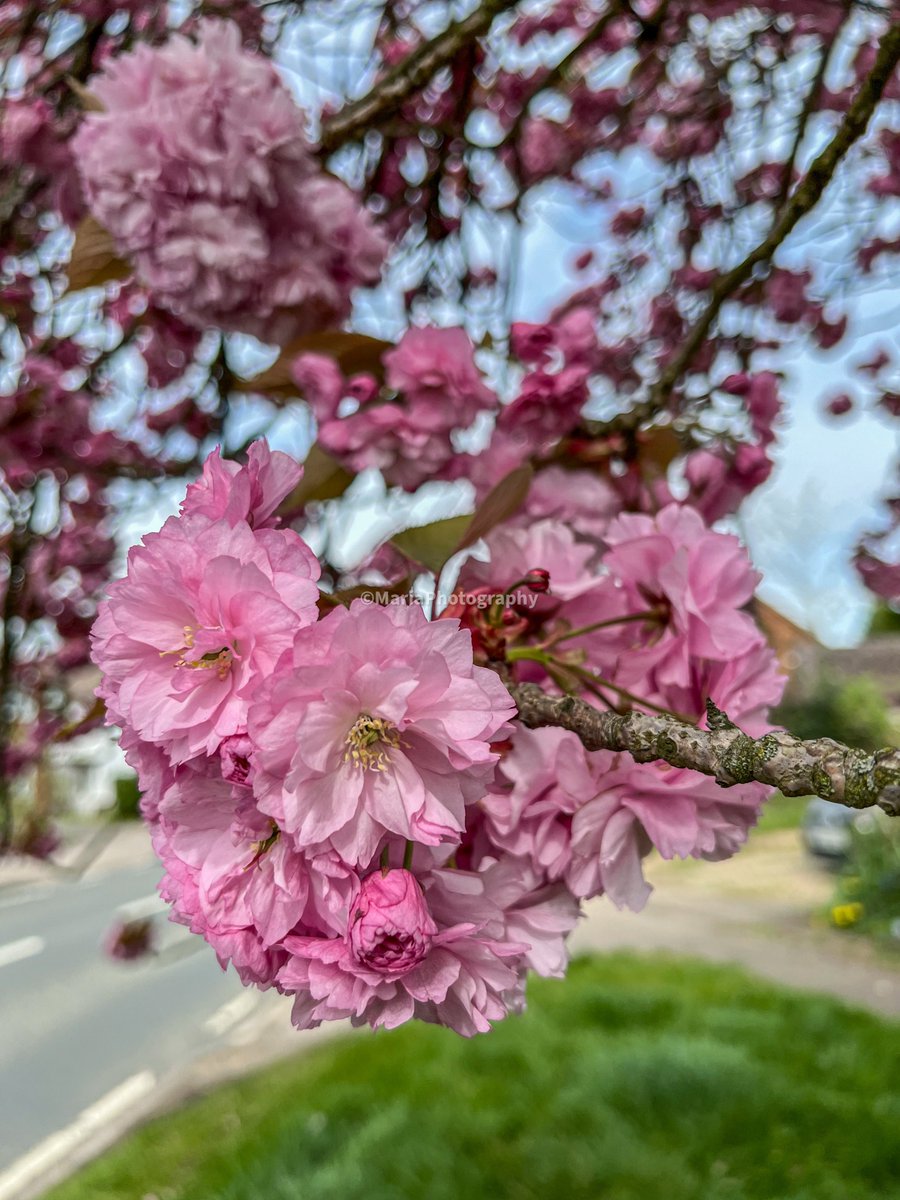 🌺 ☕️🍃🌸 Guten Morgen! 🌸 🍃☕️ 🌺