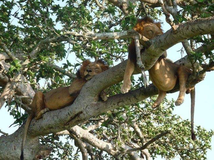 The Apple of your eyes while on a wildlife #Africansafari 
🦁🦍🦓🐃🐘
#wildlifeviewing #safari #ExploreUganda #EastAfrica #eastafricasafaris 
📸Courtesy