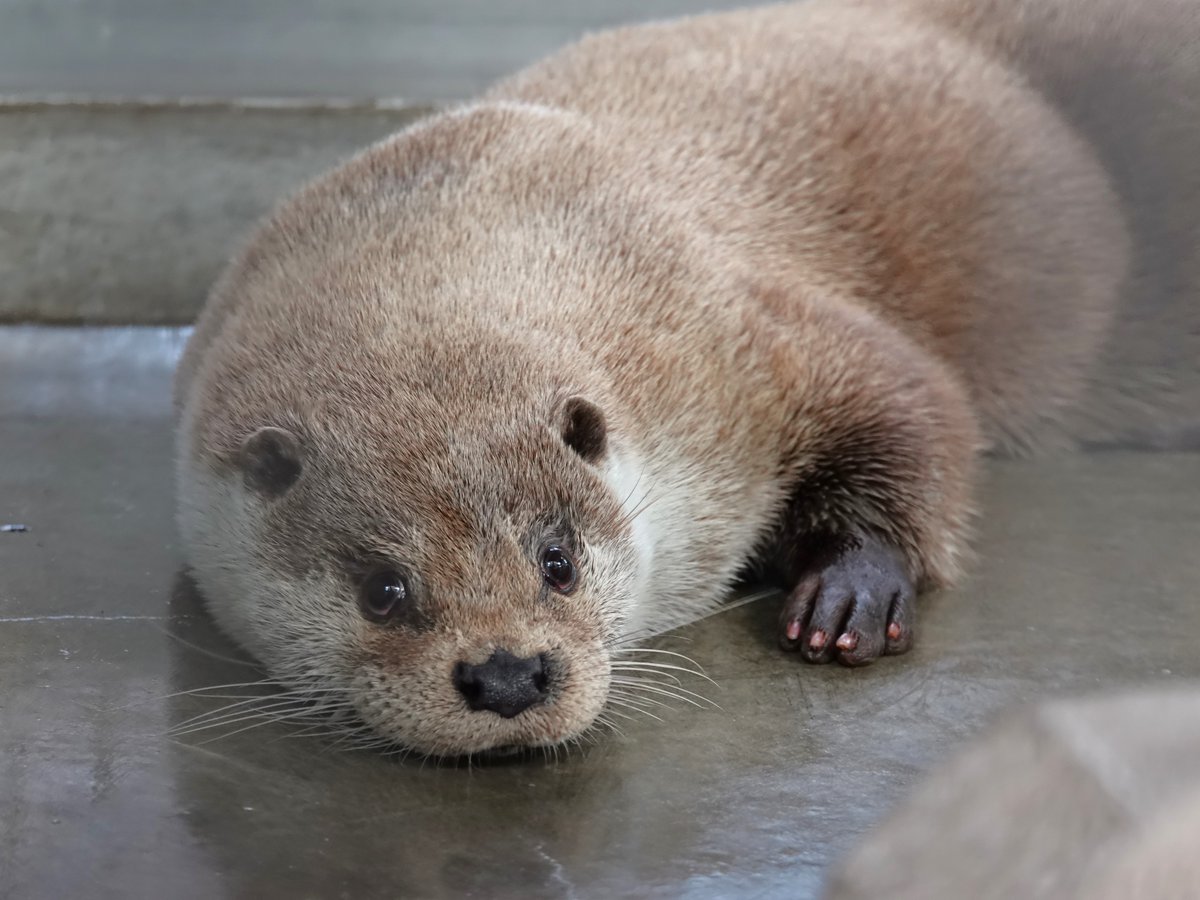 ZOORASIA_office's tweet photo. 先ほど那須どうぶつ王国から、#ユーラシアカワウソ のリヴが来園しました！
最初は新しい部屋のチェックにせわしなく動き回っていましたが、すぐに落ち着いてサブ運動場のプールに入って楽しんでいました😊♪
＃ズーラシア #ZOORASIA #EurasianOtter https://t.co/7MQgiZobFB