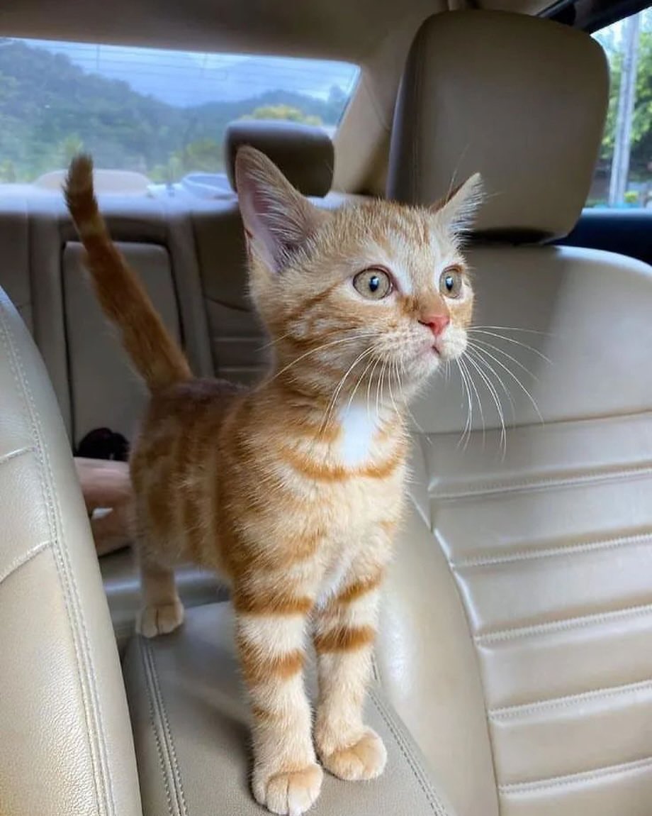 NoCatsNoLife_m's tweet photo. 🥰🧡 https://t.co/AARmI1QIsE