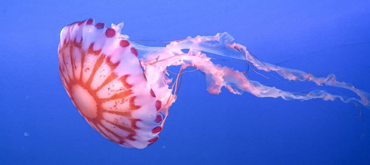 9. Jellyfish

Gelatinous zooplankton are far too squishy to wear pronoun pins. But jellyfish do tend to get namechecked on this sort of list due to their status as both sequential hermaphrodites (like clownfish) and simultaneous hermaphrodites. (In the former case, an organism