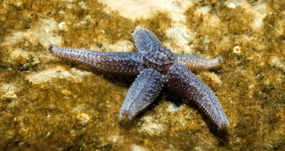 10. Starfish

Starfish reproduction is a complex topic. But for our purposes, suffice it to say that many of these star-shaped echinoderms have the charming habit of spraying sperm around by waving their many arms (usually five). They also can reproduce by splitting in half,