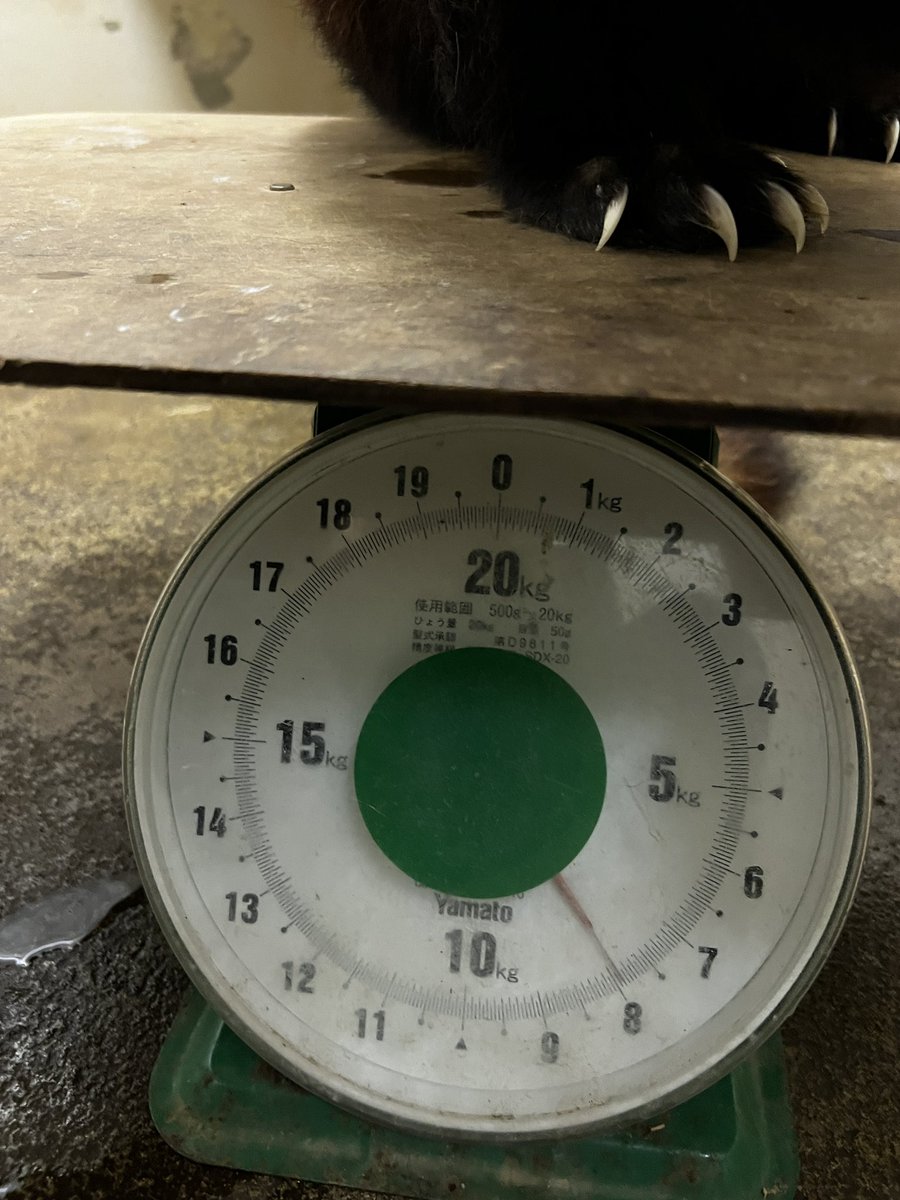 今日はメイメイ（♀）の体重測定をしました。7.9kgでした。（飼一）#千葉市動物公園 #レッサーパンダ #メイメイ