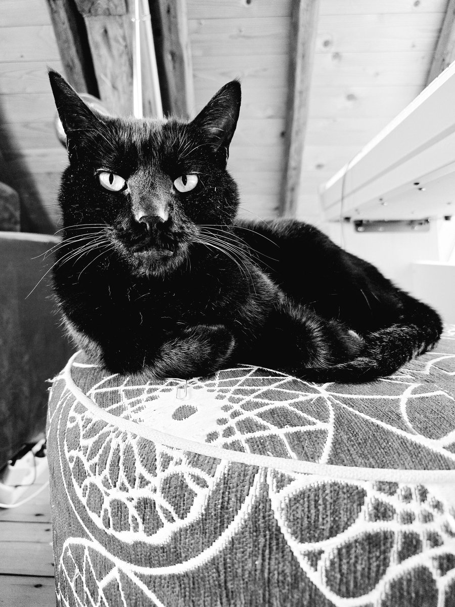 Did I say you were allowed to take a photo of me staff? Hmpf. ~ Allan Poes 😾
#CatsOfTwitter #cats #panfursquad #blackcats #CatsOnX