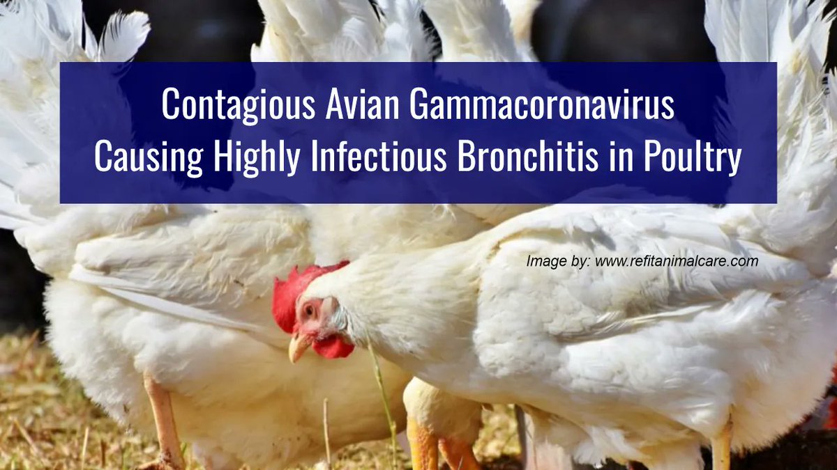 refitanimalcare.com/blog/avian-inf… #refitanimalcare #refit #gammacoronavirus #poultryfarm #poultryfarming