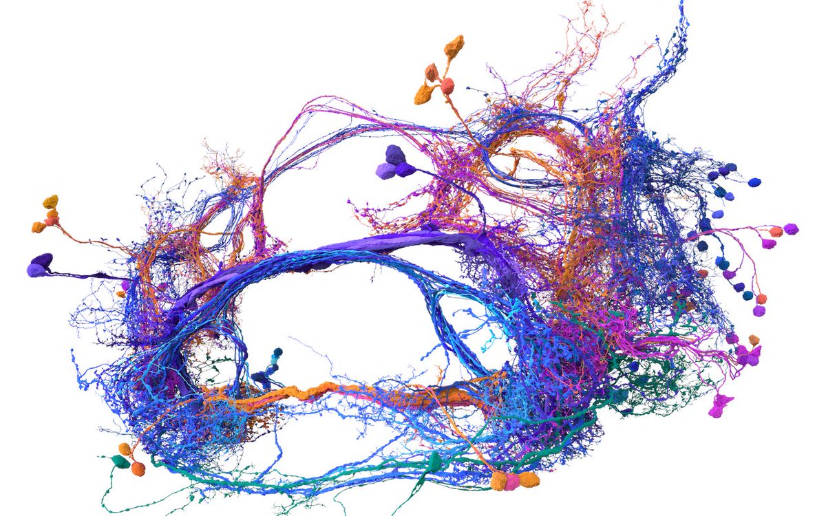 A bit of #brain

'A cubic millimetre is a tiny volume — less than a teardrop. But a cubic millimetre of mouse brain is densely packed with tens of thousands of neurons and other cells in a staggeringly complex architectural weave.'
#Science #Neuroscience
⏯️nature.com/articles/d4158…