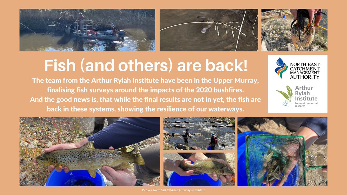 This month @NorthEastCMA and @VicFisheries are working with #ArthurRylahInstitute in the Upper Murray on the Cudgewa, Nariel and Thougla Creeks to finalise fish surveys following the 2020 bushfires. They have seen Murray Cod, Blackfish, Australian Smelt, Platypus & Spiny Crayfish