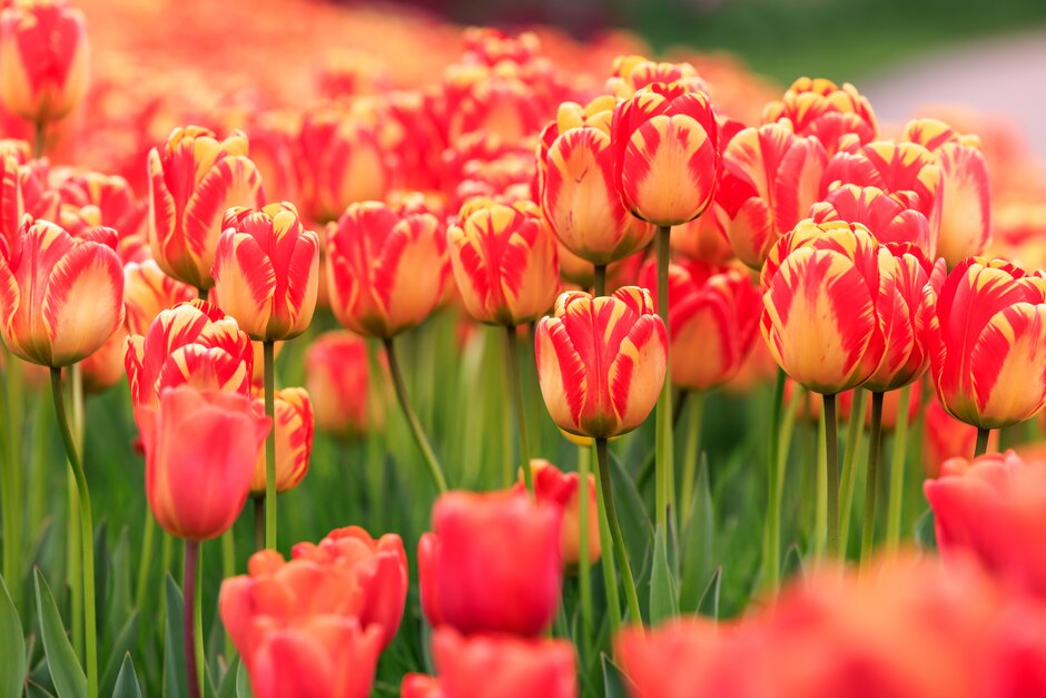 RHSHarlowCarr's tweet photo. 🌷 Join us for the RHS Spring Tulip, Daffodil and Rhododendron Competition at RHS Garden Harlow Carr on 4-5 May.
Find out more here https://t.co/bo4eESkV2W
#RHSHarlowCarr #harlowcarr #harrogate #Spring #Tulip #Daffodil #Rhododendron #SpringCompetition #SpringShow https://t.co/9JuU48FeZV