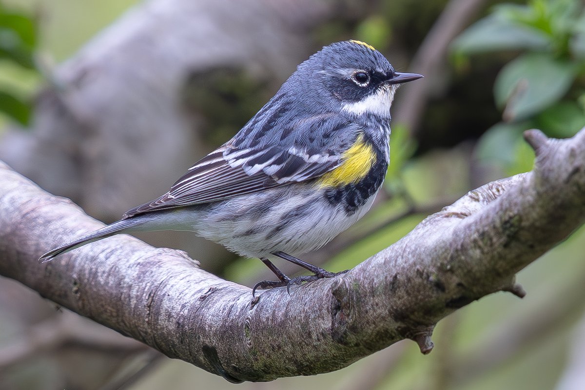 Big thank you to Jimmy who is letting people into the garden for the Kilwinning Myrtle Warbler. Nearly £3,000 has been raised for North Ayrshire Cancer Care via his Just Giving Page. Top bloke!