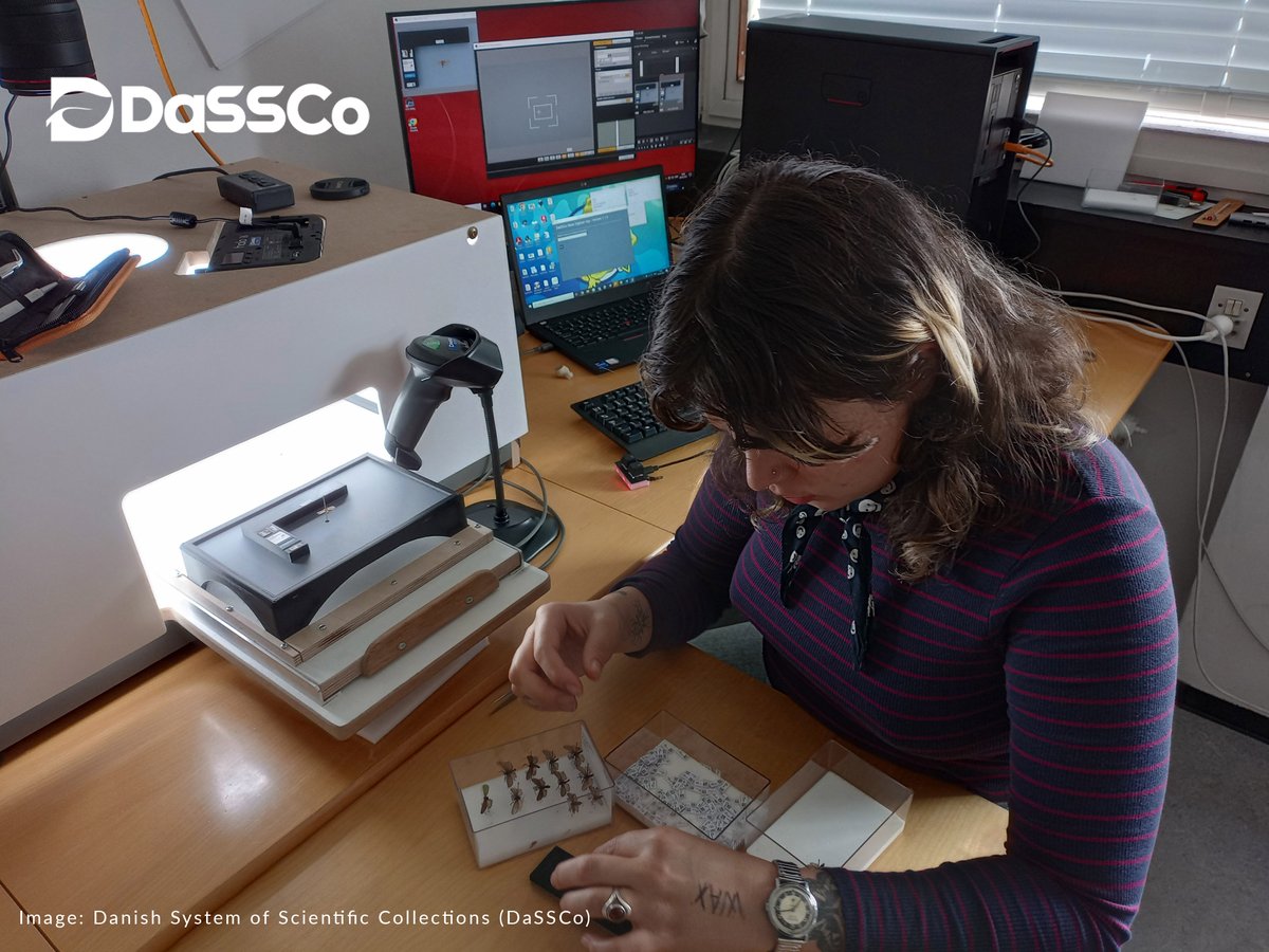 We at camp @DiSSCoEU are making the case for mass-scale #digitisation of European #naturalhistory collections. But what does it take to get ready for digitising? Our colleagues from @DiSSCobutDanish do know 👉 dissco.eu/dassco-update/ #biodiversity #FAIRdata @REA_research