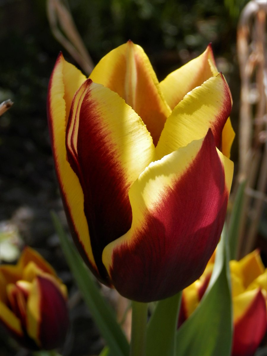 Skog200's tweet image. #Tulipsinspring .