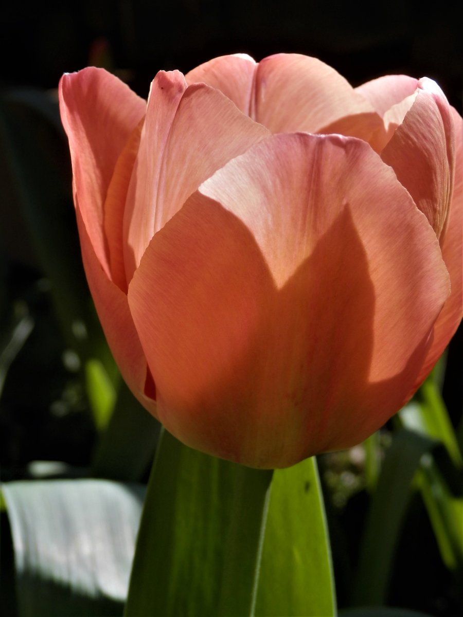 Skog200's tweet image. #Tulipsinspring .